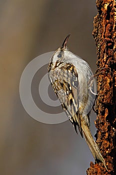 Eurasian treecreeper