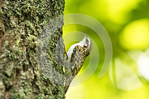 Eurasian treecreeper bird clings to a tree trunk