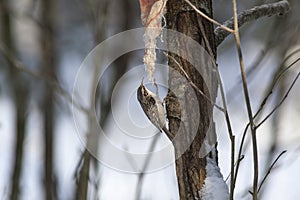 Eurasian Treecreeper