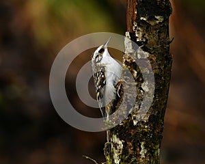 Eurasian treecreeper Certhia familiaris grappling photo