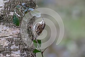 Eurasian Treecreeper (Certhia familiaris) photo