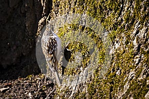 Eurasian treecreeper / common treecreeper / Certhia familiaris