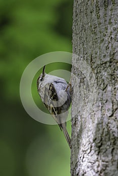 The Eurasian treecreeper or common treecreeper Certhia familiaris in the natural environment