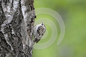 Eurasian treecreeper perched