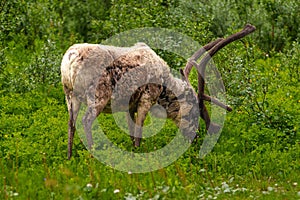 Eurasian Tundra Reindeer, Rangifer tarandus tarandus grazing on green grass in its natural habitat