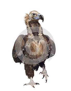 Eurasian Vulture (42 years) - Aegypius monachus photo