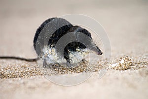 Eurasian water shrew