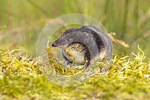 Eurasian Water shrew in natural environment photo