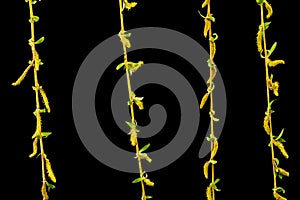 A Eurasian weeping willow with trailing branches and foliage, isolated on black background