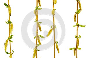 A Eurasian weeping willow with trailing branches and foliage, isolated on white background
