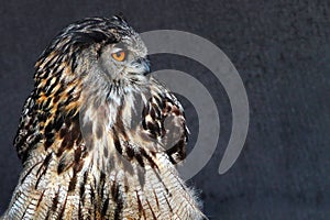 Eurasian, or Western Siberian eagle-owl, or Bubo bubo sibiricus