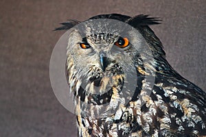 Eurasian, or Western Siberian eagle-owl, or Bubo bubo sibiricus