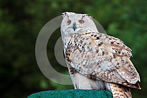 Eurasian, or Western Siberian eagle-owl, or Bubo bubo sibiricus