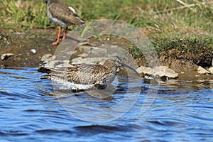 Eurasian whimbrel (Numenius phaeopus)  Iceland