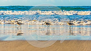 Eurasian whimbrels walking on the sea coast
