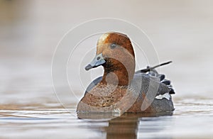 Eurasian Wigeon