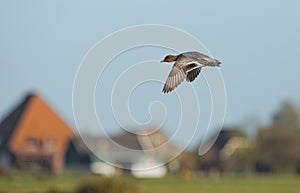 Eurasian Wigeon (Anas penelope)