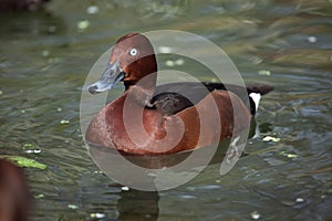 Eurasian wigeon (Anas penelope).