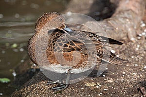 Eurasian wigeon (Anas penelope).