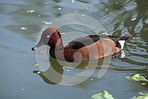 Eurasian wigeon (Anas penelope).