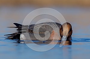 Eurasian Wigeon ( Anas penelope )