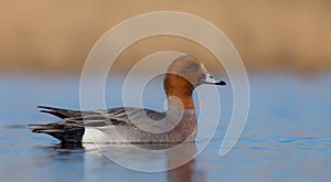 Eurasian Wigeon ( Anas penelope )