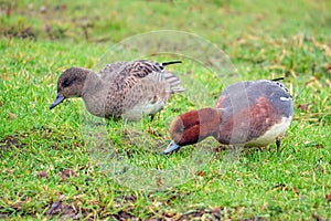 Eurasian Wigeon - Anas penelope feeding.