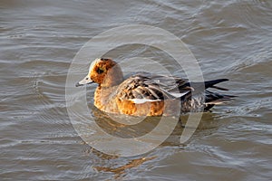 Eurasian Wigeon Anas penelope  seeking food on water