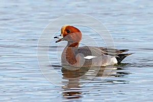 Eurasian Wigeon Drake - Anas penelope calling.