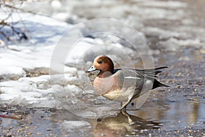 Eurasian wigeon duck