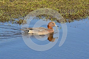 Eurasian wigeon duck swimmng in the marsh mareca penelope