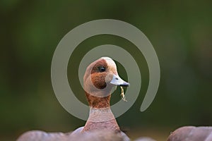 Eurasian Wigeon feeding on grassland