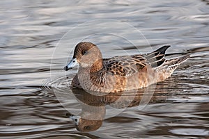 Eurasian wigeon mareca penelope female