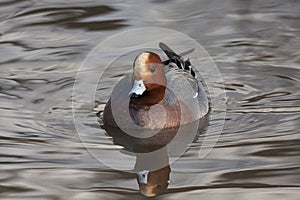 Eurasian wigeon mareca penelope male