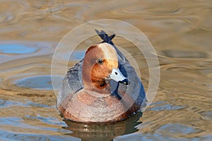 Eurasian wigeon mareca penelope male