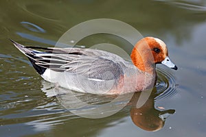 Eurasian wigeon Mareca penelope male