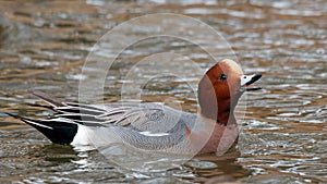 Eurasian wigeon mareca penelope male swimming