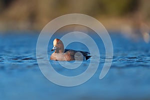 Eurasian Wigeon resting at seaside