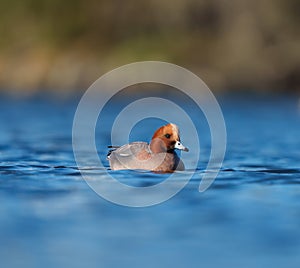 Eurasian Wigeon resting at seaside