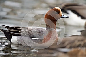 Eurasian Wigeon resting at seaside