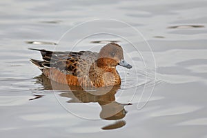 Eurasian Wigeon or  Widgeon Mareca penelope female. Duck is swimming in the water. Close-up portrait of a duck