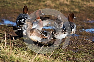 Eurasian Wigeon, Wigeon, Duck, Anas Penelope