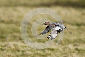 Eurasian Wigeon, Wigeon, duck, Mareca penelope.