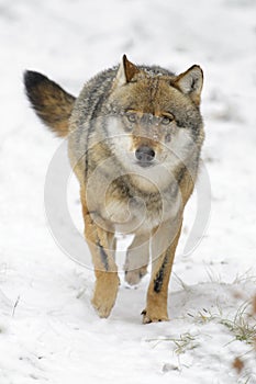 Eurasian wolf