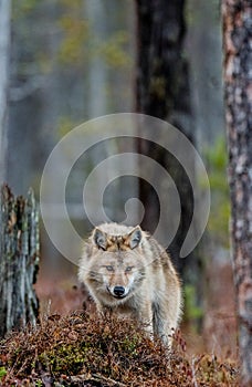 Eurasian wolf, also known as the gray or grey wolf also known as Timber wolf.  Front view.