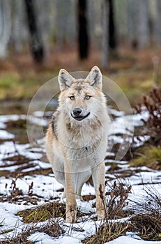 Eurasian wolf, also known as the gray or grey wolf also known as Timber wolf.  Front view.