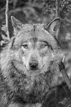 Eurasian wolf Canis lupus lupus