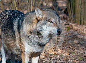 The Eurasian wolf Canis lupus lupus