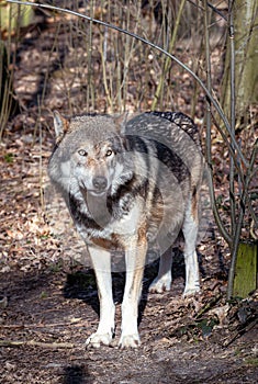 The Eurasian wolf Canis lupus lupus