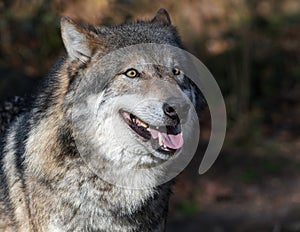 The Eurasian wolf Canis lupus lupus
